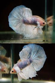 Pin On Bettas