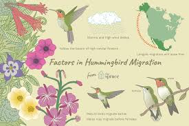 During the spring, people can submit hummingbird sightings to hummingbird central. When Is Hummingbird Migration