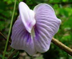 Image result for Centrosema pubescens