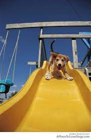 If you want to contact the current owner or shelter, you can do so. 12 Dogs On Slides Dogs Happy Puppy Puppies
