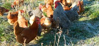 Raising Guinea Fowl In Small And Backyard Flocks Small And