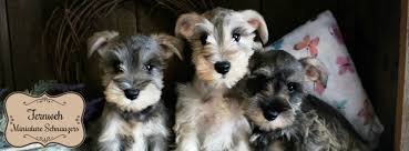 Ckc registered and will come up to date on all her shots and deworming. Fernweh Miniature Schnauzers Miniature Schnauzer Puppies Reviews Facebook