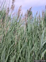Image result for Phragmites australis