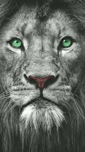 lion wall art framed quote picture prints in 2020 lion eyes eyes wallpaper lion pictures
