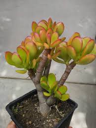 Image result for Crassula zombensis