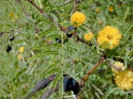Image result for Acacia welwitschii