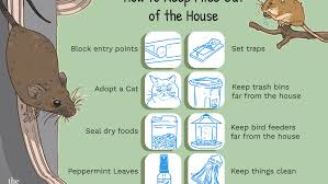 Learn how to keep mice, rats, and other rodents out of your house and protect your home against them in the future in our step by step guide. How To Keep Mice Out Of The House