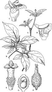 Image result for Montiniaceae