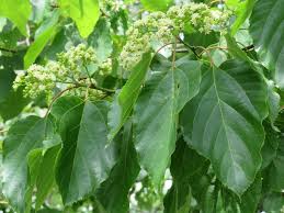 Image result for Hovenia dulcis