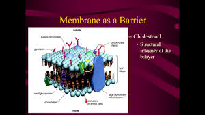 Animal cell plasma membrane function. Plasma Membrane Structure And Function Youtube