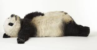 Hele Al Adli Kullanicinin Pandas Panosundaki Pin Kopek Resimler