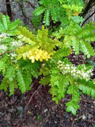 Image result for Macphersonia