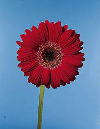 Gerbera Ruby Red Floristdirect
