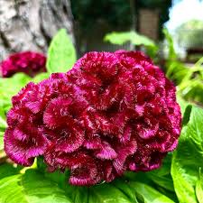 Image result for Celosia argentea