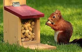 How To Protect Your Patio From Squirrels The Cover Blog