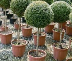 Quante volte avete desiderato conoscere il calendario delle fioriture il fiore del mese, della stagione, o del periodo e vi siete dovuti avventurare in schemi la varietà nota invece con il nome di paniculata ortensia, con i suoi rami e grappoli a forma di cono è una delle scelte piu' frequenti nei giardini. Delavayanum A Palla