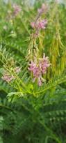 Image result for Astragalus atropilosulus