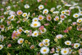 Image result for Erigeron karvinskianus