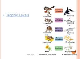 This food chain starts from herbivore but food energy passes from larger to smaller organism without outright killing as in case of predator. How Energy Gets Around And Ecosystem Ppt Download