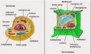 We did not find results for: Perbedaan Sel Hewan Sel Tumbuhan