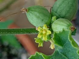 Image result for Corallocarpus bainesii