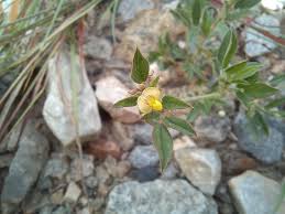 Image result for Stylosanthes fruticosa