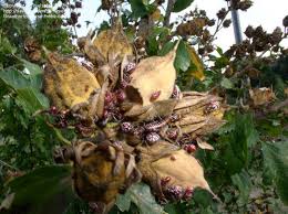 Image result for Nesaea polycephala