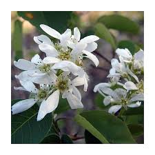 Image result for Amelanchier alnifolia