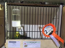 budgies budgerigar muhabbetkusu wellensittich