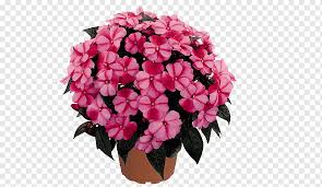 Here are 3 key things to know about anthurium houseplants: Impatiens Hawkeri Annual Plant Perennial Plant Houseplant Flower Purple Annual Plant Plants Png Pngwing