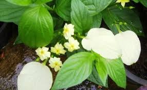 Image result for Pseudomussaenda