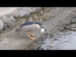 刻印章找我們 夜鷺捉魚night heron fishing樂齡老徐趴趴go20190526梅花湖台灣生態保護非常 bird animals