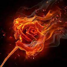 Which Goddess Would You Be Burning Rose Rose On Fire Flame Art