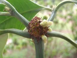 Image result for Psychotria auxopoda