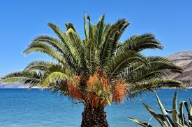 Thank you for supporting locally owned family businesses. Palm Tree With Orange Fruit In Argostoli Greece Encircle Photos