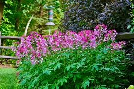 Image result for Cleome