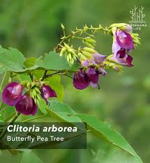 Image result for Clitoria