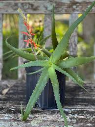 Image result for Aloe wildii