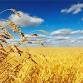 Harvest Hootenanny event in Rosalind, AB