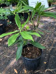 A növény minden része, főleg a hajtáscsúcsok, termés nehézszagú. White Anise