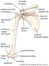 The bones of the shoulder consist of the humerus (the upper arm bone), the scapula (the shoulder blade), and the neck lies between the head and the greater and lesser tubercles. Scapula Anatomy Britannica