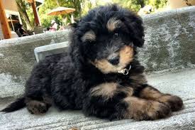 Black Bernese Mountain Dog Poodle Mix The Scoop Brit Morin And Pixel Dog Milk Bernese Mountain Dog Poodle Pet Dogs Pets