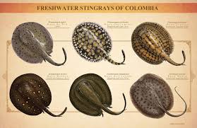 (2 вариант) think you can put these inventions in the correct order, oldest to most recent? 31 Sting Ray Mood Board Ideas Ocean Creatures Sea Creatures Sea Animals