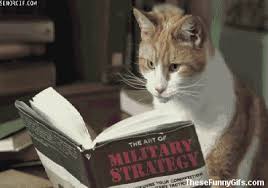 Image result for funny Thursday cat gifs