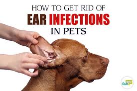 Pin On Pets