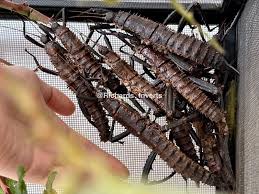 Image result for Entada chrysostachys