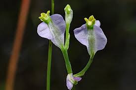 Image result for Burmannia