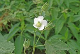 Image result for Hibiscus lobatus