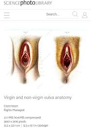 Art by incel: virgin vs non virgin : rbadwomensanatomy