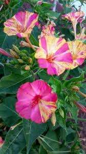 Image result for Mirabilis